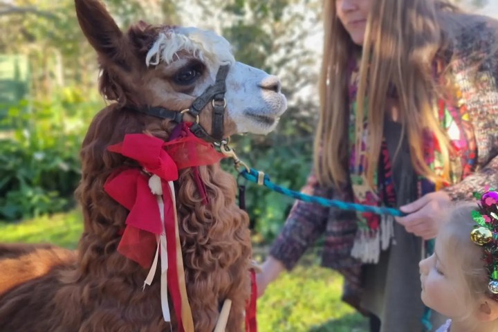 Alpaca Farm Experience