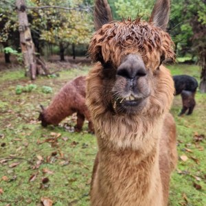 Alpaca Farm Experience