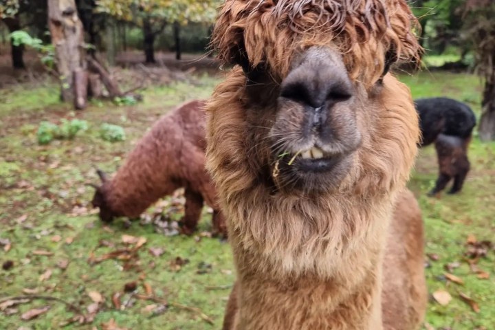 Alpaca Farm Experience