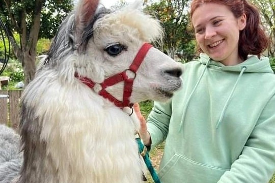 Alpaca Farm Experience