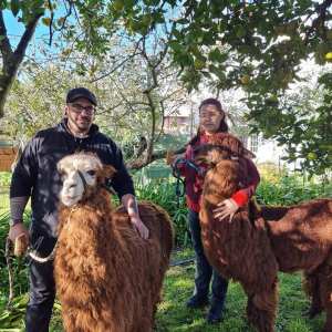 Alpaca Farm Experience