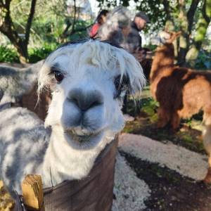 Alpaca Farm Experience