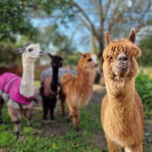 Alpaca Farm Experience