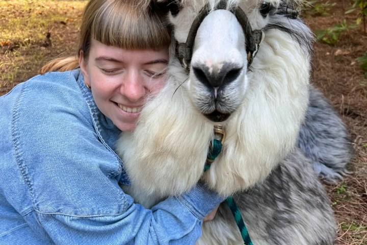 Alpaca Farm Experience