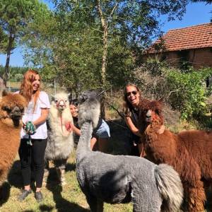 Alpaca Farm Experience