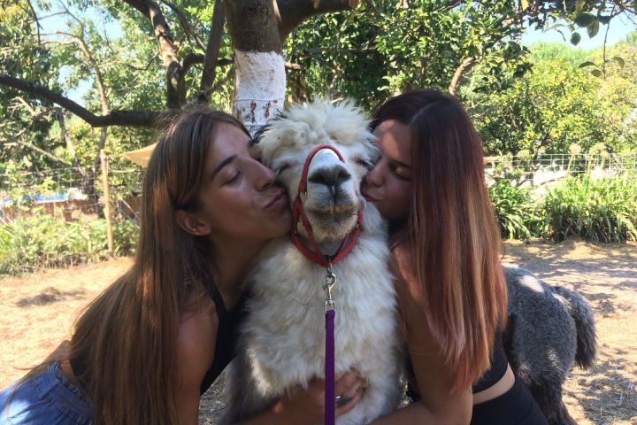 Alpaca Farm Experience