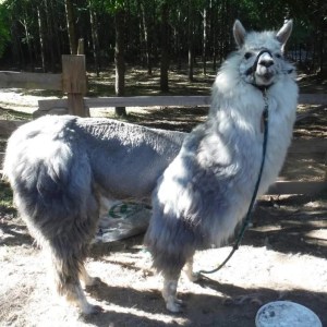 Alpaca Farm Experience