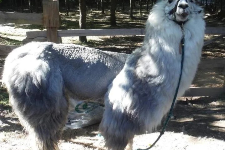 Alpaca Farm Experience