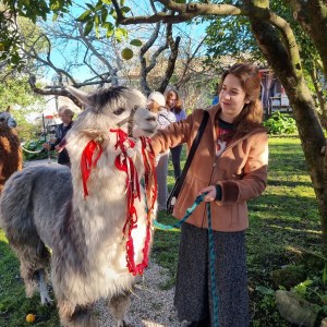 Alpaca Farm Experience