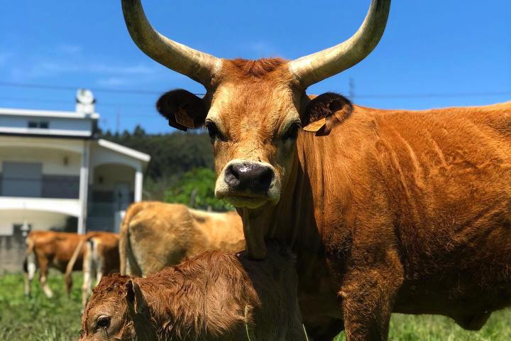 Barrosã Breed Tour