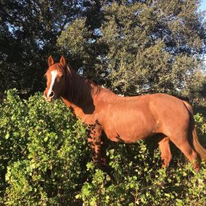 Horseback riding Tour