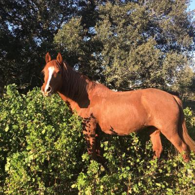 Horseback riding Tour