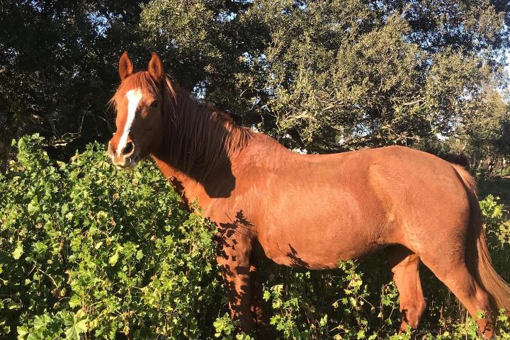 Horseback riding Tour