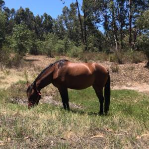 Horseback riding Tour