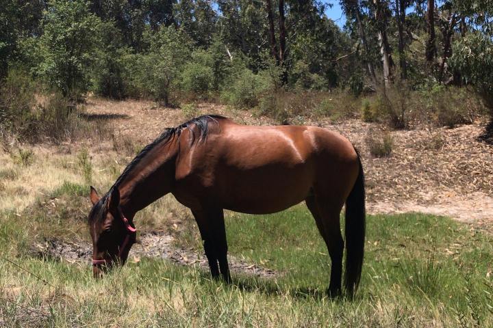 Horseback riding Tour