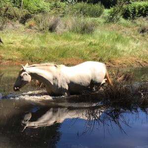Horseback riding Tour