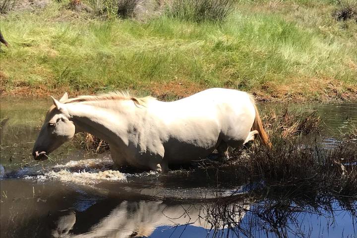 Horseback riding Tour