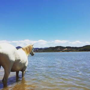 Horseback riding Tour