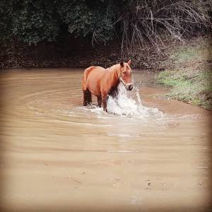Horseback riding Tour