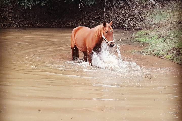 Horseback riding Tour