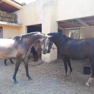 a cow is standing in front of a building