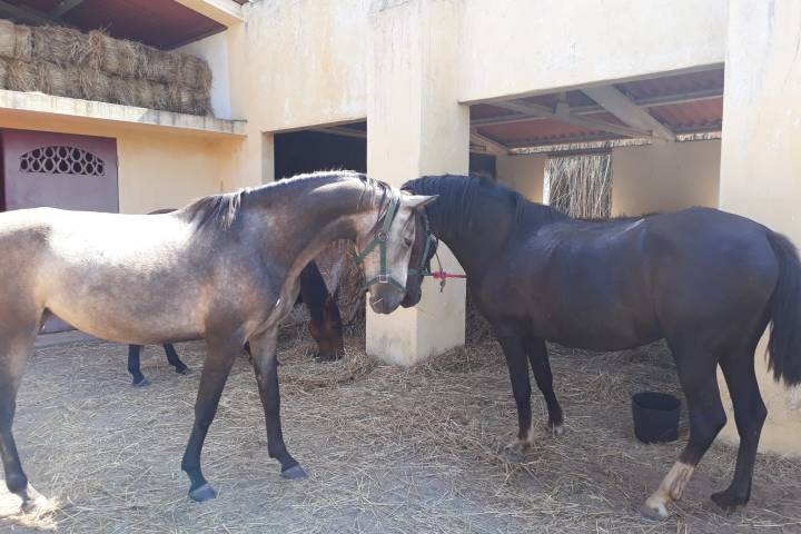a cow is standing in front of a building