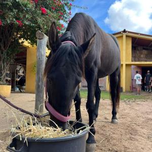 Horseback riding Tour