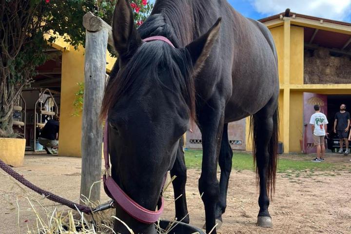 Horseback riding Tour