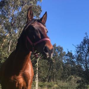 Horseback riding Tour