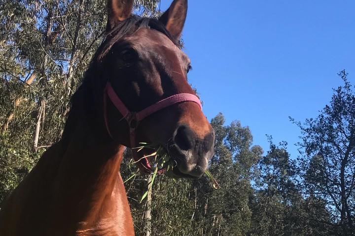 Horseback riding Tour