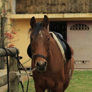 Horseback riding Tour