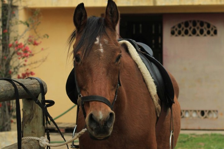 Horseback riding Tour