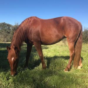 Horseback riding Tour