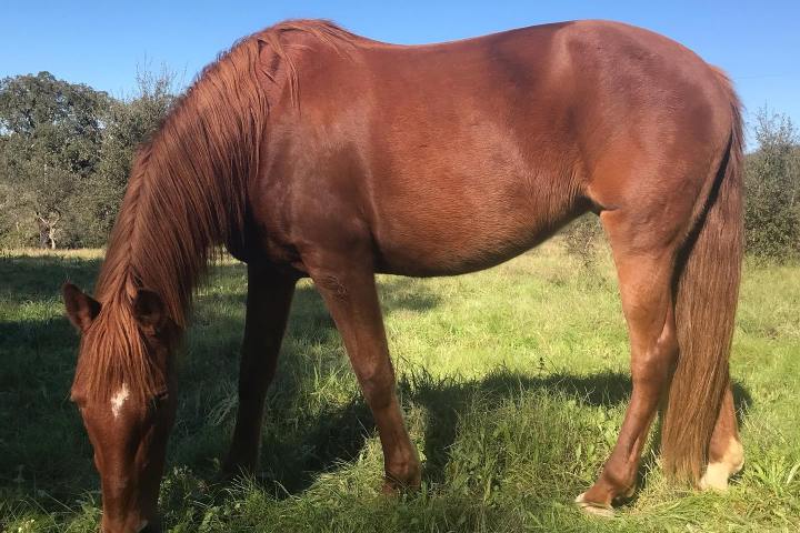 Horseback riding Tour