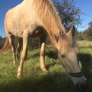 Horseback riding Tour