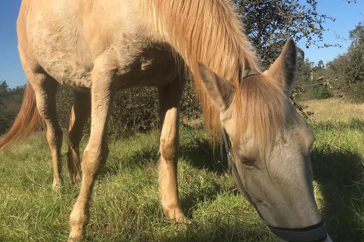 Horseback riding Tour