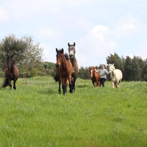Horseback riding Tour