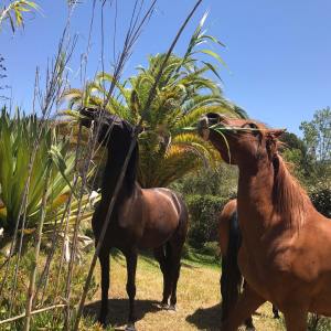 Horseback riding Tour