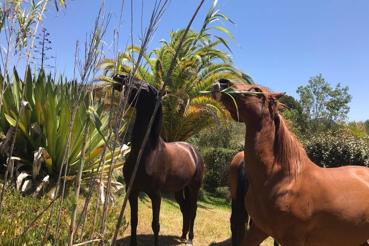 Horseback riding Tour