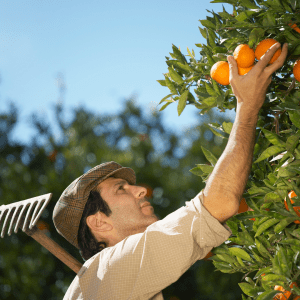 Orange Picking tour