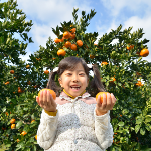 Orange Picking tour