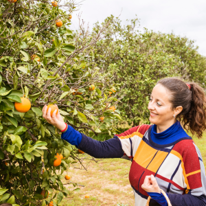 Orange Picking tour