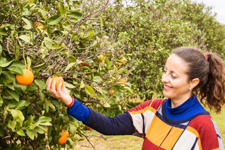 Orange Picking tour