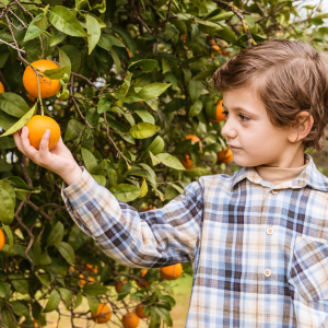 Orange Picking tour