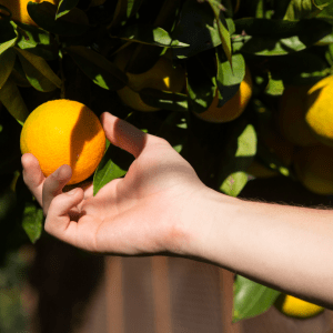 Orange Picking tour