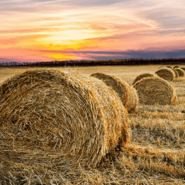 Hay Harvest Experience