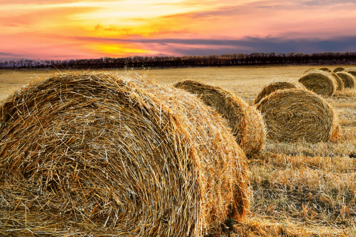 Hay Harvest Experience