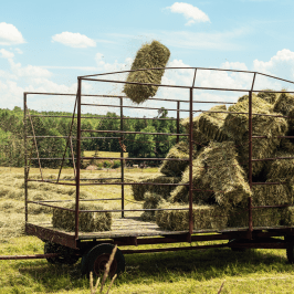 Hay Harvest Experience