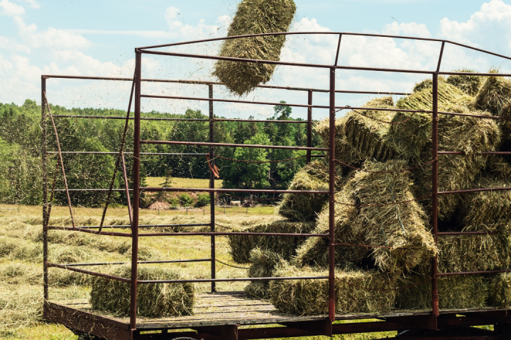 Hay Harvest Experience