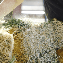 Hay Harvest Experience